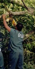 A crewmember gamely starts to work with a saw.