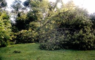 Two large trees blown down by hurricane winds obstruct the cemetery.